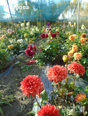Продавам къща с 2.5 дка двор в село Селановци, снимка 10 - Къщи - 56233421