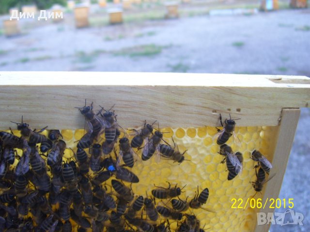 Оплодни сандъчета за пчелни майки, за четери семейства, снимка 4 - За пчели - 41349422