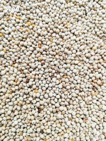 Бяла перила , снимка 2 - За птици - 39912099