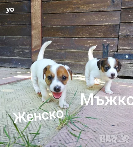 Джак Ръсел Териер , снимка 4 - Джак ръсел териер - 55772761