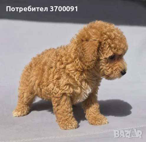 пудел / мини пуделчета , снимка 2 - Пудели - 55947432