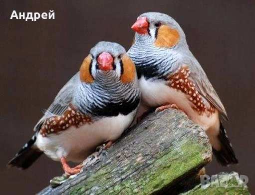 зеброва амадина, снимка 3 - Амадини - 53860909