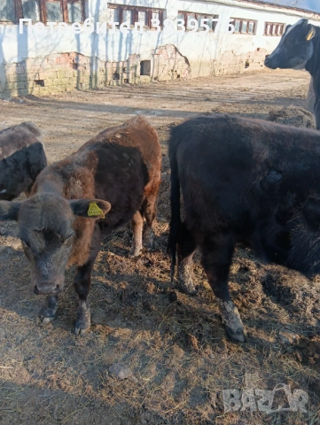 Крави Телета Ангус, снимка 11 - Крави - 53833044