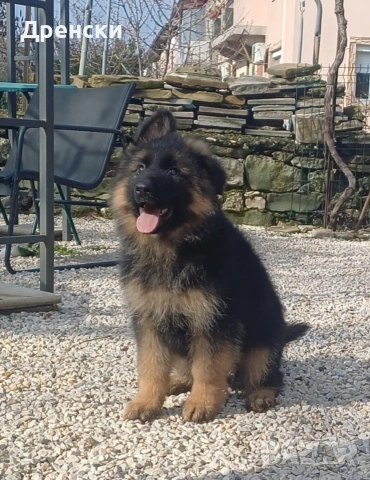 дългокосмести немски овчарки, снимка 3 - Немска овчарка - 53396729