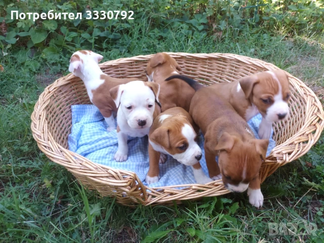 Американски стафордширски териер - елитни родители с родословие , снимка 13 - Американски стафордширски териер - 51258763