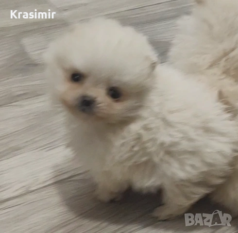 Померанчета, снимка 2 - Померан - 53698749