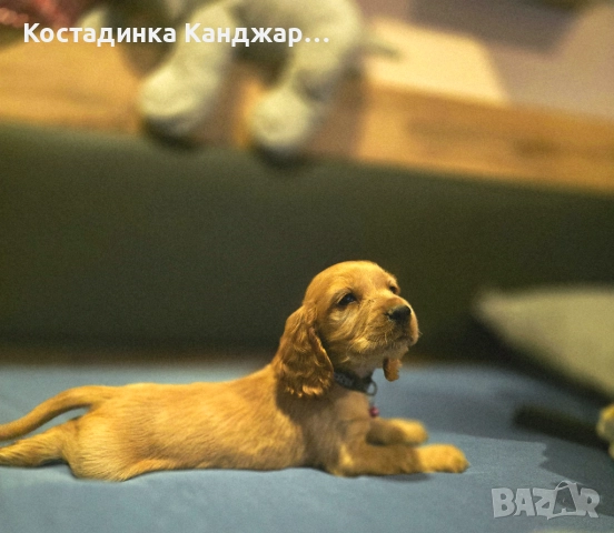 Чистокръвни Кокер Шпаньол кученца, снимка 2 - Кокер шпаньол - 52372383