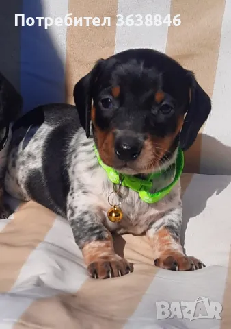 Мини дакел( пиебалд бриндъл), снимка 3 - Дакели - 49397846