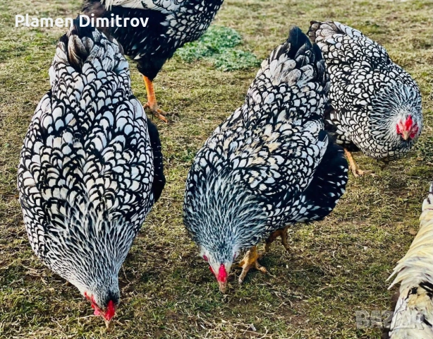 Виандот Сребърен оплодени яйца , снимка 2 - други­ - 53828757