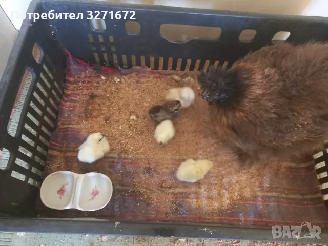 Пиленца копринки 
