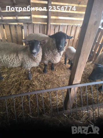 коч, снимка 3 - Овце - 53686364