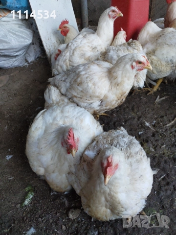Домашни пилета бройлери, снимка 4 - Кокошки и пуйки - 52429221