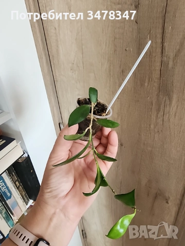 Хоя Davidcummingii yellow