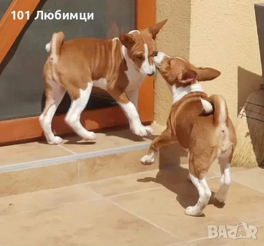 Басенджи кученца, снимка 2 - Други - 56324371