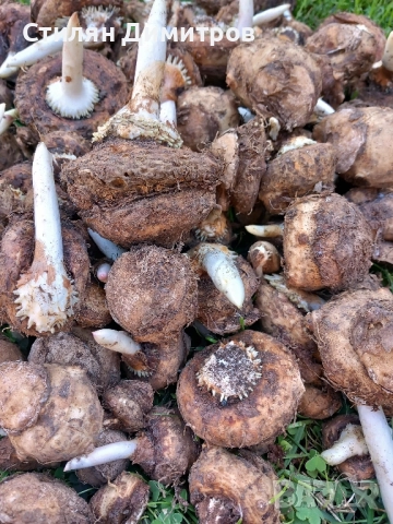 Прясна змийска хурка 120гр/15лв 2025г