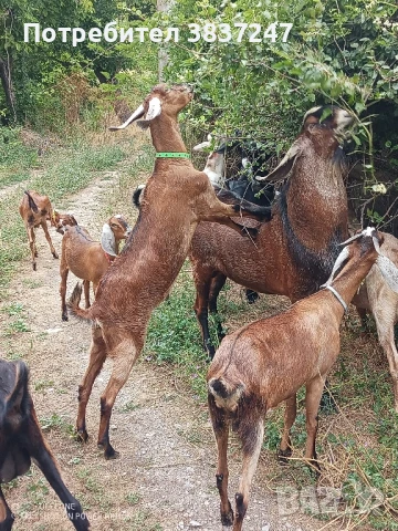 чистопородни англонубийски пърчове , снимка 1