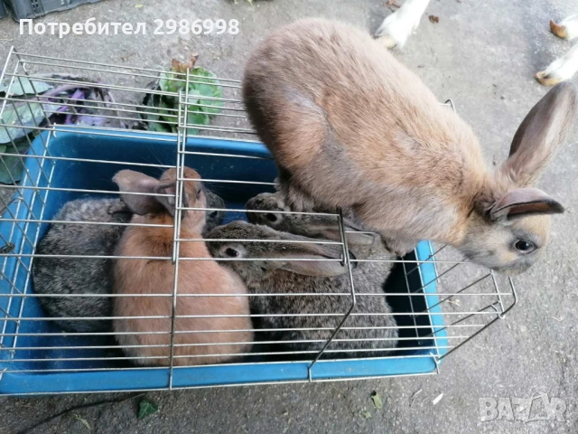 Млади зайчета, снимка 5 - Други животни - 53742106