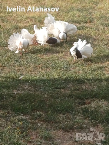 Фенерлии, снимка 3 - Гълъби - 50673891