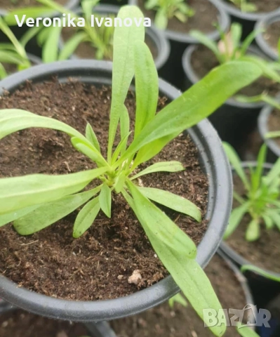 "Черен карамфил", снимка 3 - Разсади - 52227428