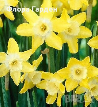 Луковици НАРЦИС, снимка 9 - Сортови семена и луковици - 46827345