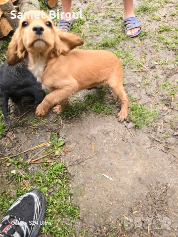 Кученца, снимка 9 - Кокер шпаньол - 52924895