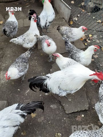 СРЕБЪРНО БРЕЗЕ -РАЗПЛОДНИ ЯЙЦА, снимка 4 - Кокошки и пуйки - 35769991