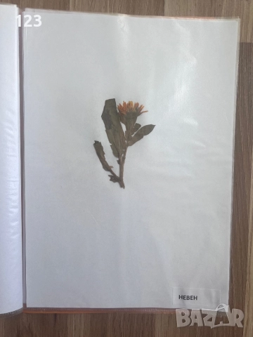 Хербарии, снимка 13 - Други услуги - 51619721