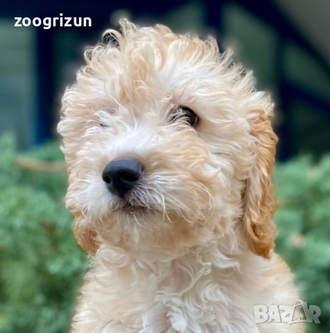 Малки пудели кавапу