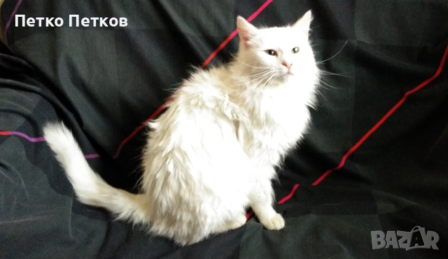 Подарявам бяло коте, снимка 4 - Други - 53061393