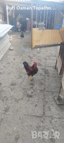 продавам петли за разплод или клане, снимка 3 - други­ - 53823736