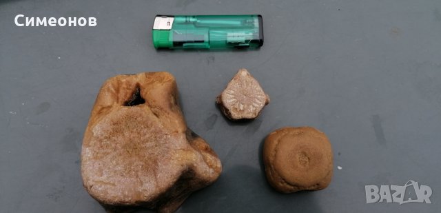Фосили от морски животни, снимка 1 - Колекции - 34641067