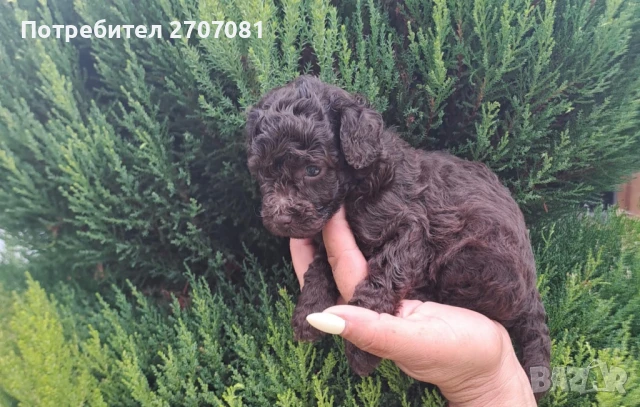 Шоколадови Пудели, снимка 16 - Пудели - 51360640