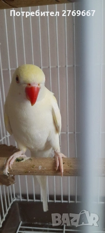 Малък Александър