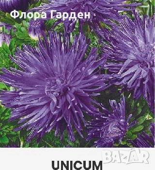 СЕМЕНА - Цветя едногодишни, снимка 7 - Сортови семена и луковици - 44836072