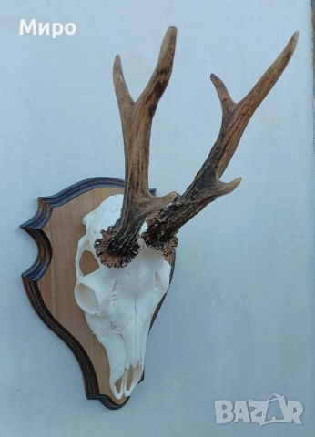 Трофей от сръндак.Рога., снимка 2 - Декорация за дома - 52863338