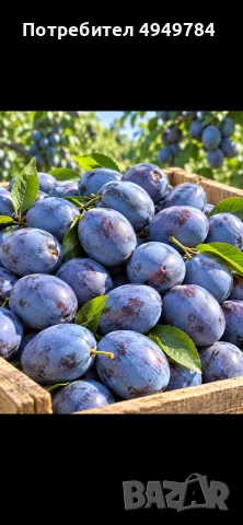 Продавам едри, сладки и добре узрели сини сливи , снимка 3 - Домашни продукти - 56079349