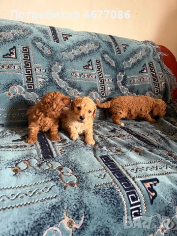 Той пудели момчета и момичета, снимка 4 - Пудели - 53666294