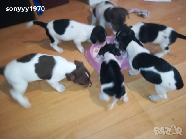 КУТРЕТА ДЖАК РЪСЕЛ 2009250434, снимка 3 - Джак ръсел териер - 51774625