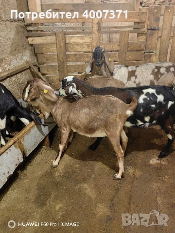 Чистокръвни англонубийски кози