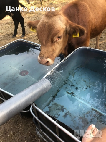 Стадо крави, снимка 14 - Крави - 51846249