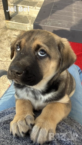 Кученце Кръстоска Алабай Х Белгийска Овчарка с Доставка, снимка 4 - Алабай - 49938706