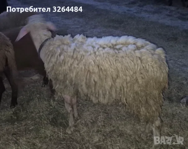 Продавам коч асаф на 1г.и 8 месеца, снимка 2 - Овце - 55905472
