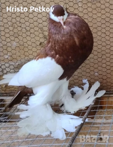 Продавам 4 чифта и 1 младо Седлати Гушести , снимка 6 - Гълъби - 50737868