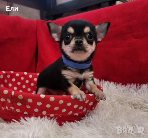 мини Чихуахуа - мъжко, снимка 2 - Чихуахуа - 53658267
