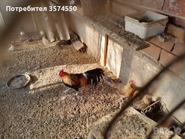 Продавам Феникс , снимка 7 - други­ - 53191179