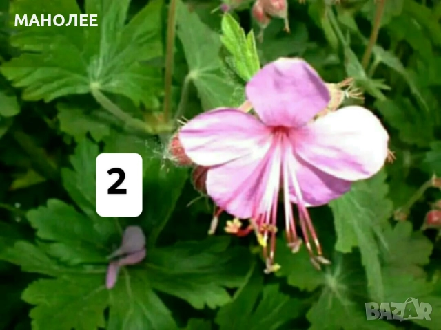 Цветя - 10 НЕЗАСАДЕНИ КОРЕНА В ЕДИН ПАКЕТ /видове по избор/ ЗА 20 ЛВ., снимка 3 - Градински цветя и растения - 51626278