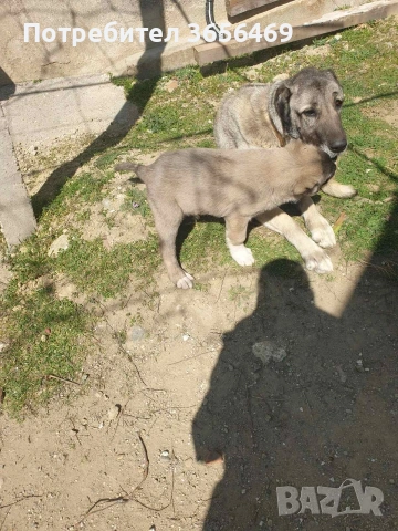 Породисти КАНГАЛИ., снимка 7 - Кангал - 53622874