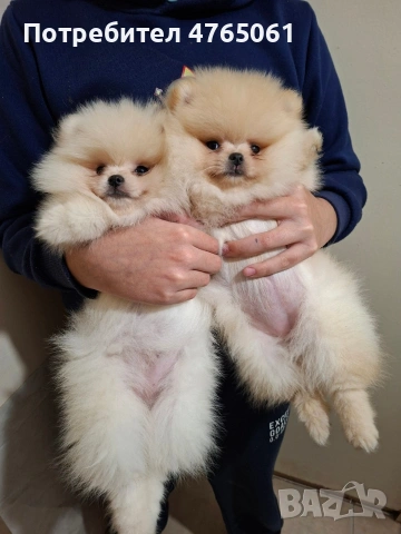 Померан малък шпиц момичета, снимка 2 - Померан - 53839680