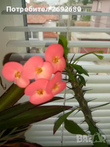 Традесканция рео, кротон,христов венец и други цветя/бамбук/цени в описанието , снимка 5 - Стайни растения - 50184776