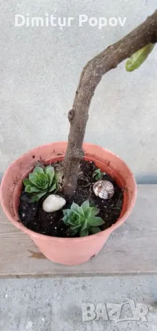 Бонсай  и Кварцов камък, снимка 4 - Стайни растения - 48935706